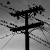 THE CONGREGATION