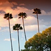 SUNRISE PALMS