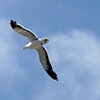 SOARING