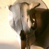 SHADOW WALL