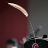 CAT TAIL