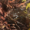 Forest Floor