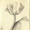 botanical study (tulip) -page from sketch book