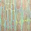Synapse