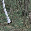 Hidden tree