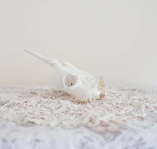Roe Deer Skull