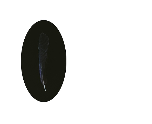 Magpie Feather 