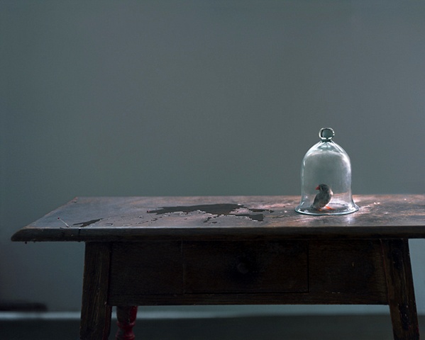 The Bird in the Bell Jar