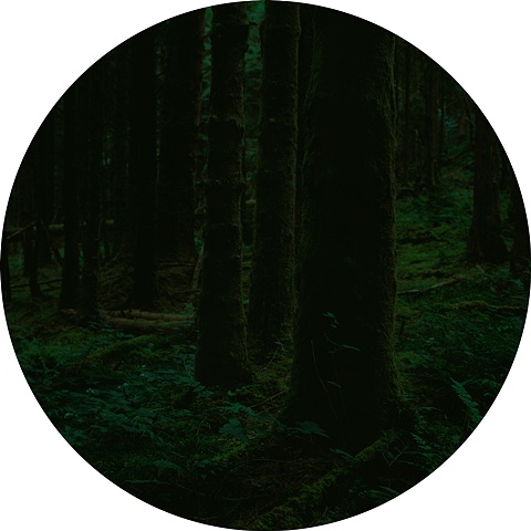 Forest on Isle of Arran