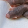 Baby Mice