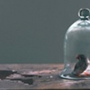 The Bird in the Bell Jar