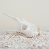 Roe Deer Skull
