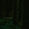 Forest on Isle of Arran