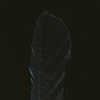 Magpie Feather 
