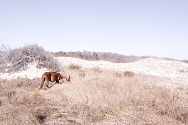 wild horse