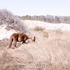 wild horse