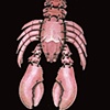 Red Lobster Necklace