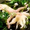 Nature Shall Provide (feral girl with bow-legs and pubic mane)