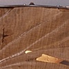 Icarus