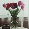 The Black Tulip