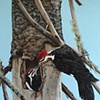 Pileated Woodpeckers