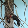 Wildlife Paintings