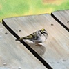 Golden Crowned Kinglet