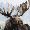 Bull Moose in Velvet and Lupine