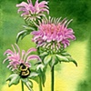 Bee Balm and Bumble Bee