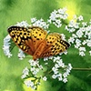 Aphrodite and Valerian
