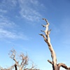 "Death Tree"
