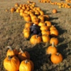Pumpkin Patch