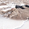"Dirty Salt"