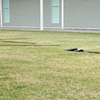 "With Michael Heizer"