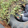 "Tractor Tire" 