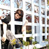 Romantic Fence