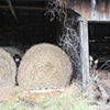 "Needle in a Haystack" 