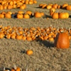 Pumpkin Patch