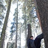 "Tension Trees"