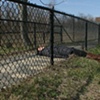 middle of fence