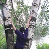 V