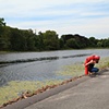 "Lilypads"