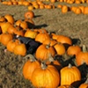 Pumpkin Patch