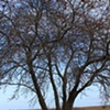 Lily's Apple Tree