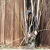trees