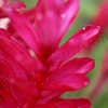 Red Maui Flower