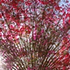 Flower Tree 