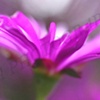 Purple Maui Flower
