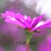 Fine Art 