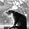 Curiously Beautiful